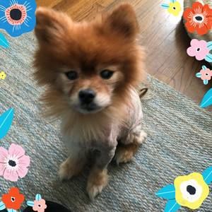 Meet your Posher, Fefe